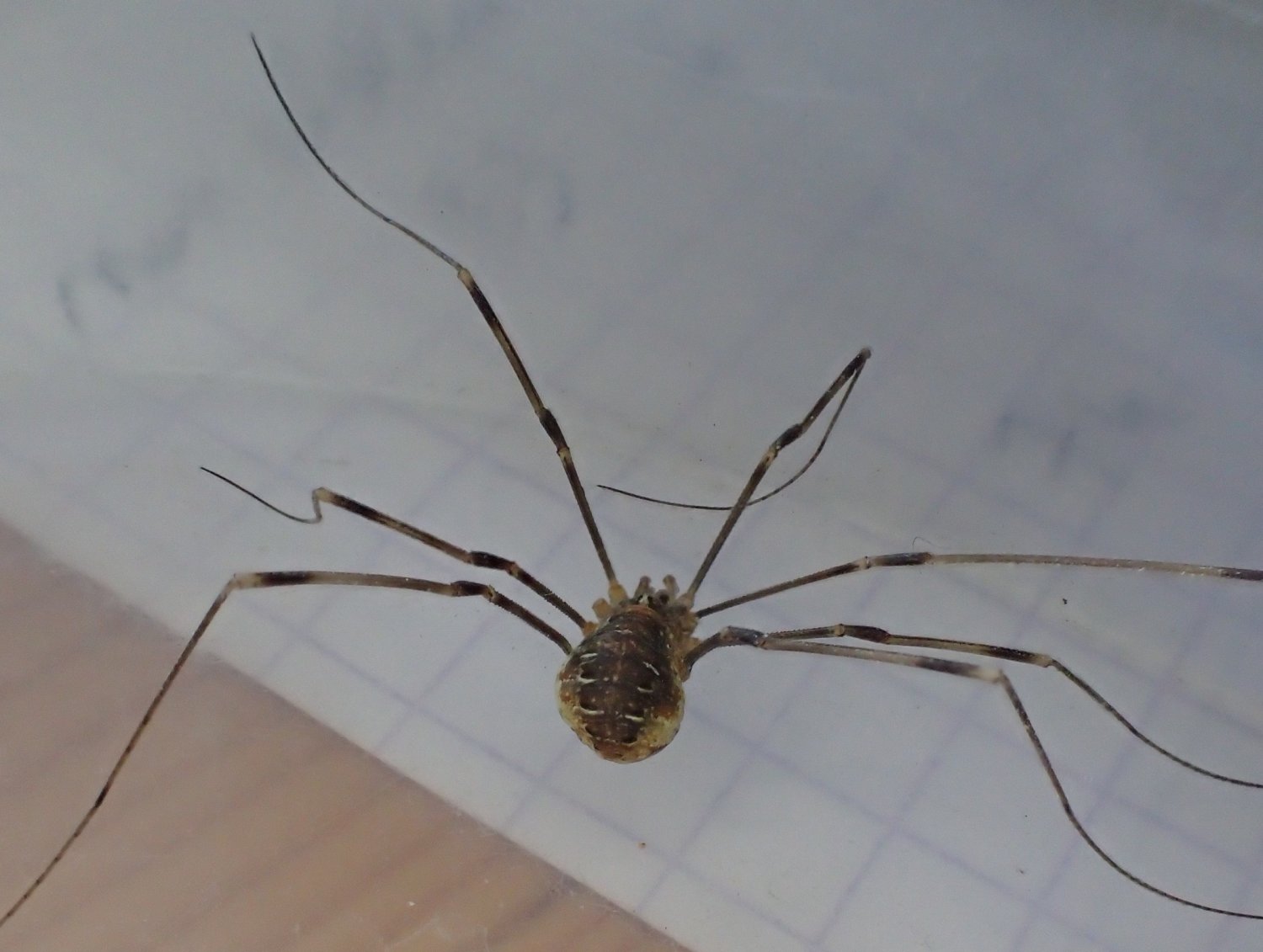 Réf. 297469 — ARACHNIDA > Opiliones > Phalangiidae > Opilio canestrinii